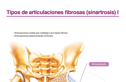 Tipos de articulaciones fibrosas (sinartrosis) I