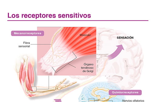 Los receptores sensitivos