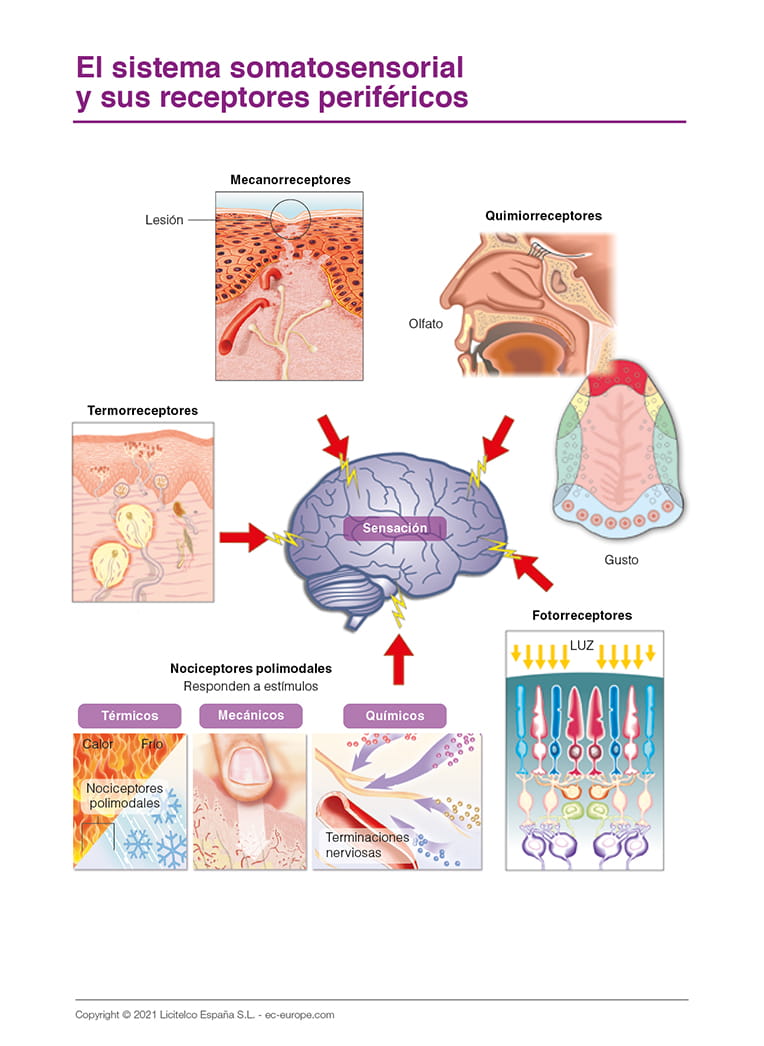 Sistema somatosensorial y sus receptores periféricos