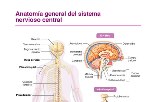 Anatomía general sistema nervioso