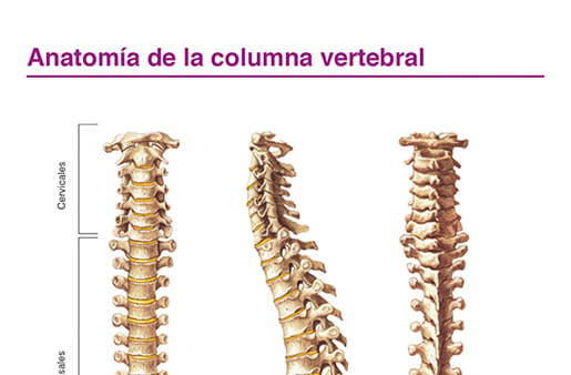 Anatomía de la columna vertebral