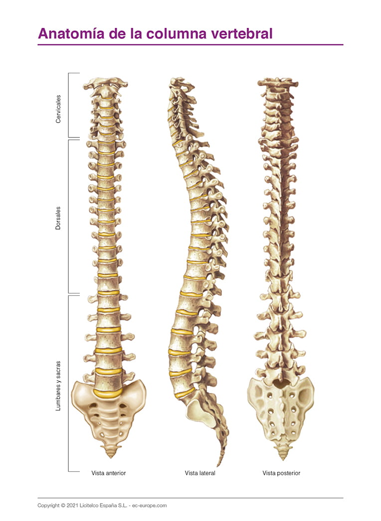 Anatomía de la columna vertebral