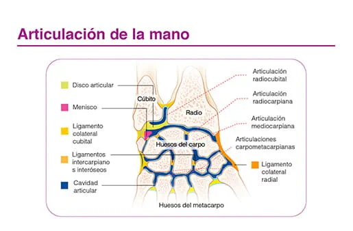 Articulacion de la mano