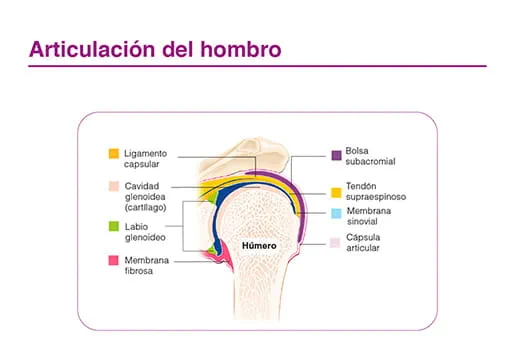 Articulacion del hombro