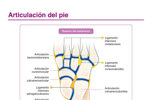 Articulacion del pie