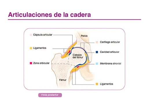 Articulaciones de la cadera