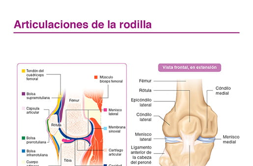 Articulaciones de la rodilla