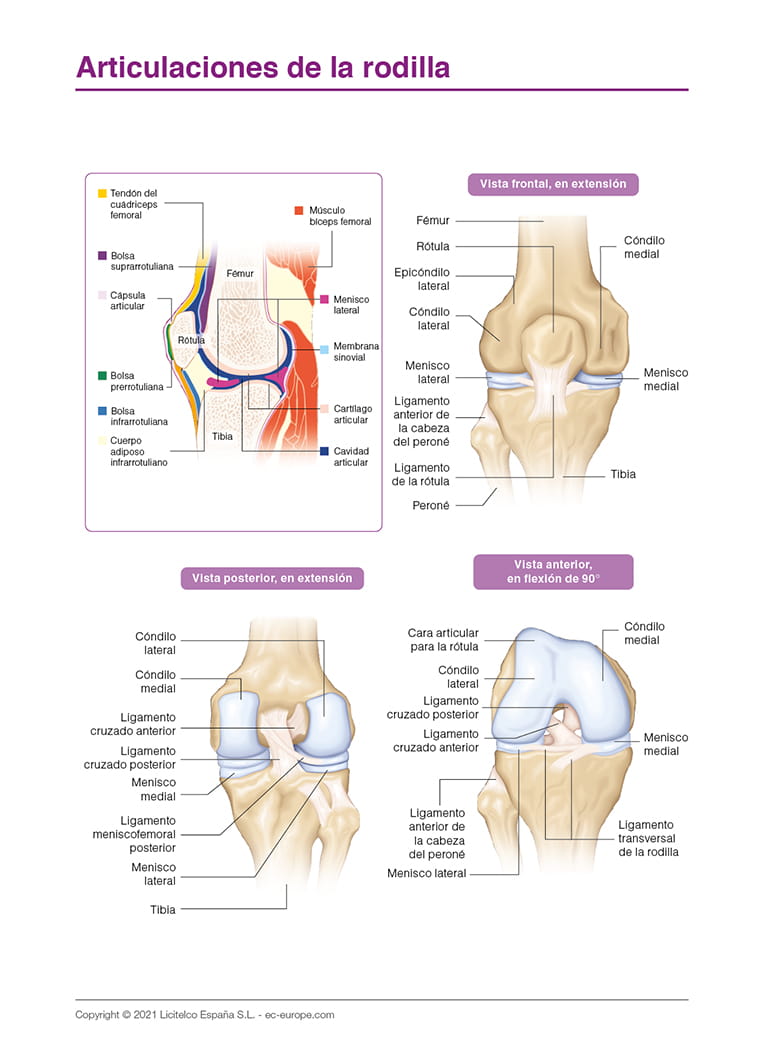 Articulaciones de la rodilla