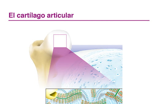 El cartílago articular