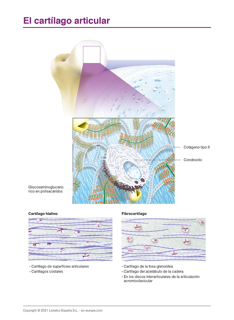 El cartílago articular