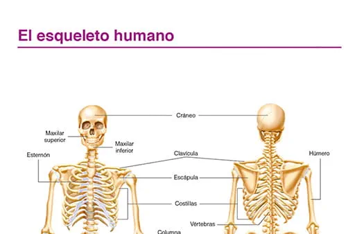 El esqueleto humano