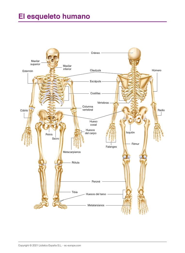 El esqueleto humano