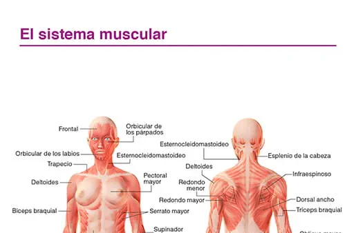 El sistema muscular