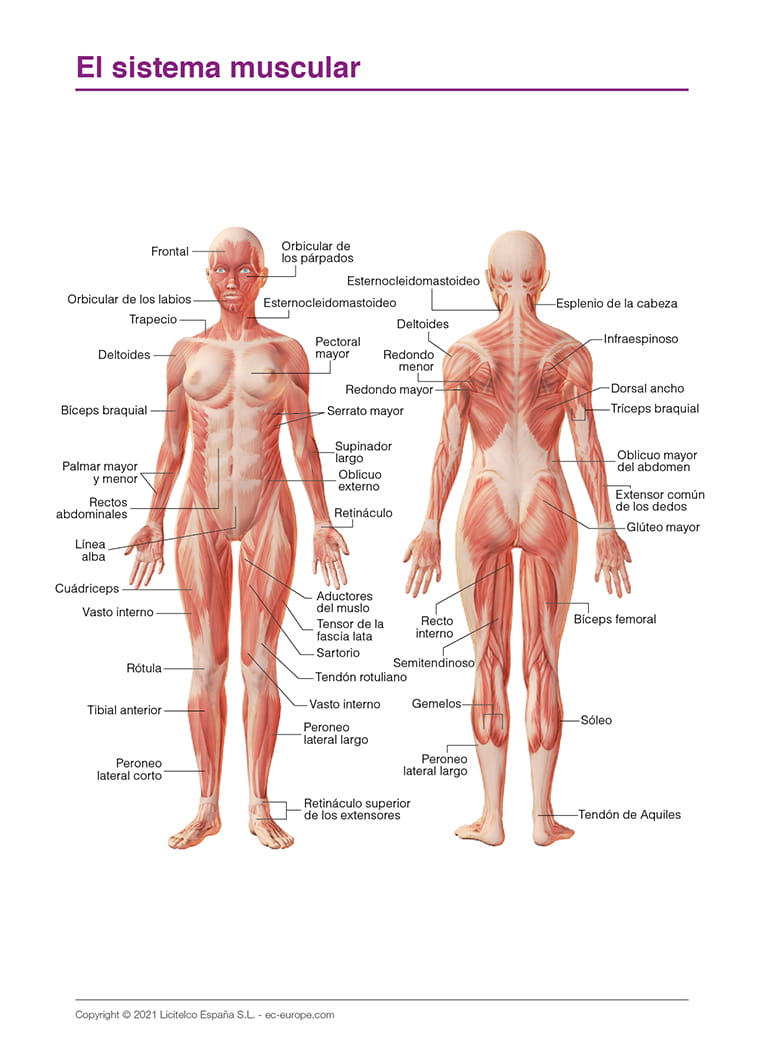 El sistema muscular