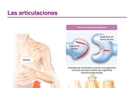 Las articulaciones