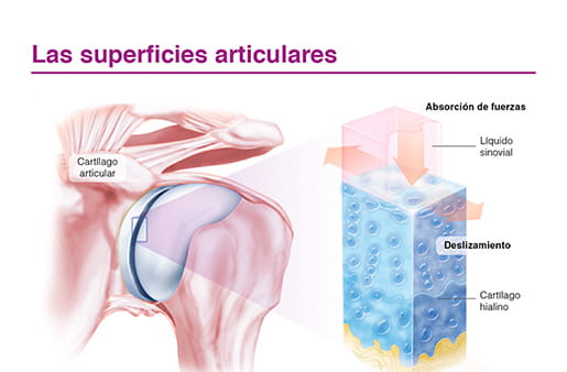 Las superficies articulares