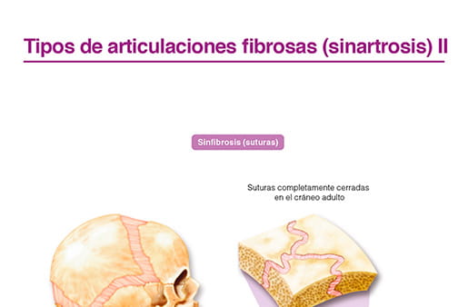 Tipos de articulaciones fibrosas (sinartrosis) II