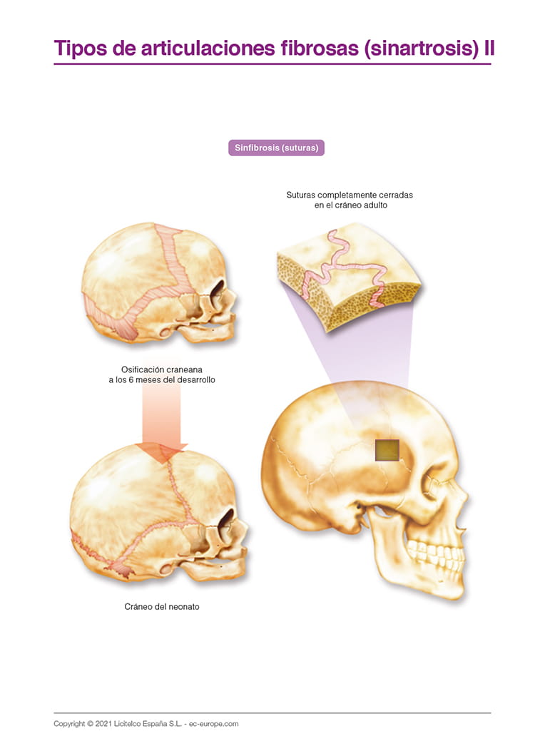 Tipos de articulaciones fibrosas (sinartrosis) II