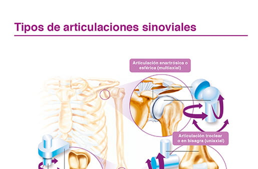 Tipos de articulaciones sinoviales