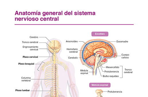 Anatomía general sistema nervioso