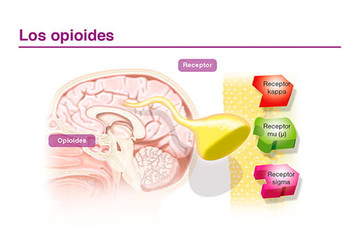 Los opioides