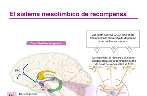 Sistema mesolímbico de recompensa