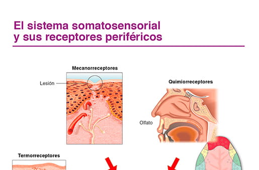 Sistema somatosensorial y sus receptores periféricos