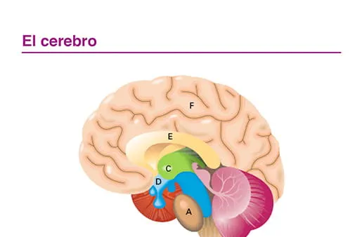 El cerebro