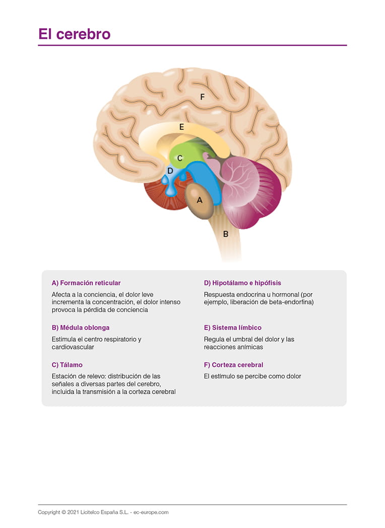El cerebro