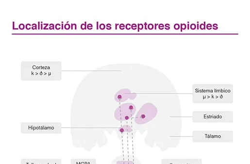 Localización de los receptores opioides