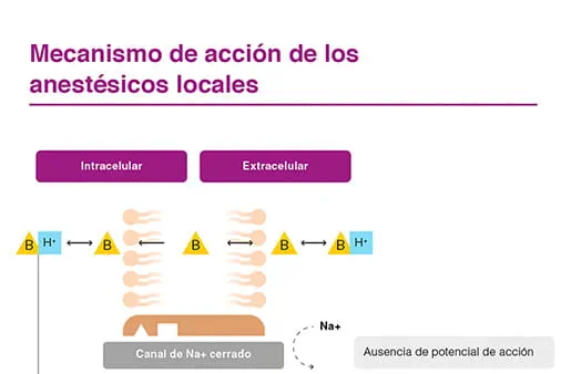 Mecanismo de acción de los anestésicos locales