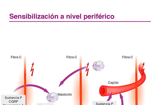 Sensibilización a nivel periférico