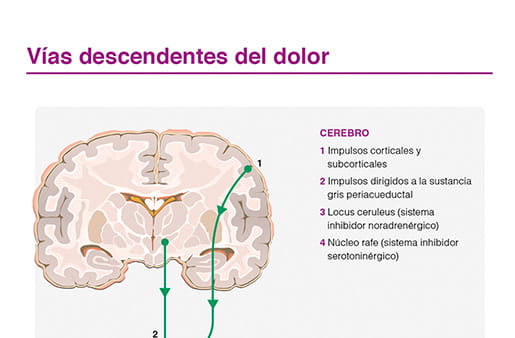 Vías descendentes del dolor