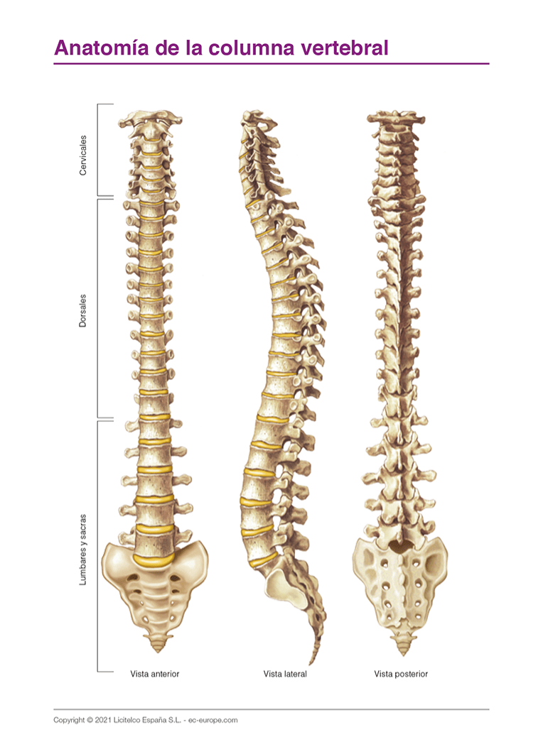 anatomía columna