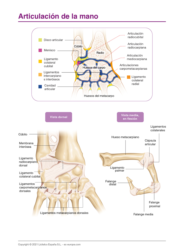 Articulacion de la mano