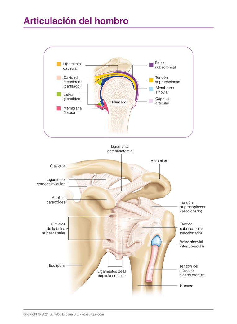 Articulacion del hombro
