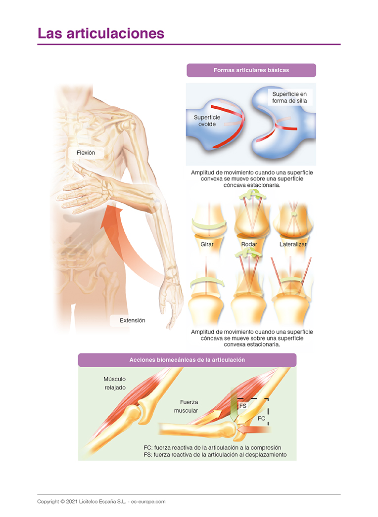 las articulaciones