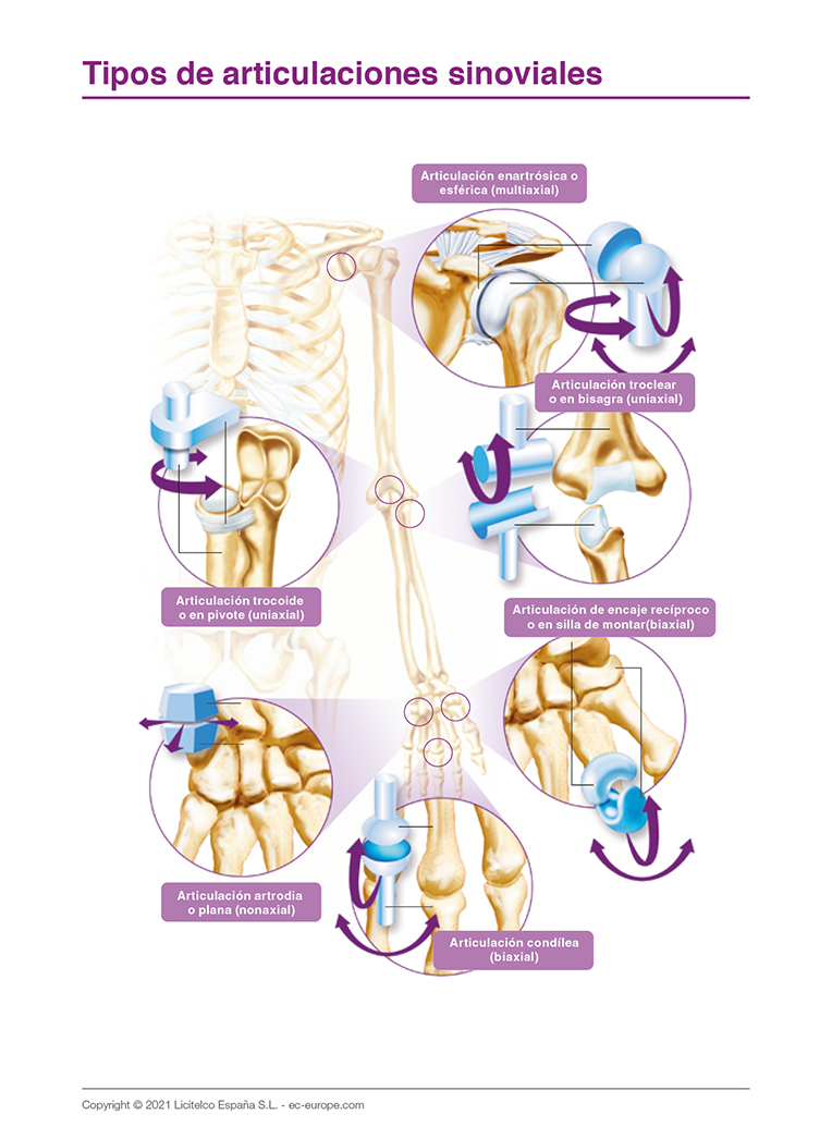 tipos de articulaciones sinoviales
