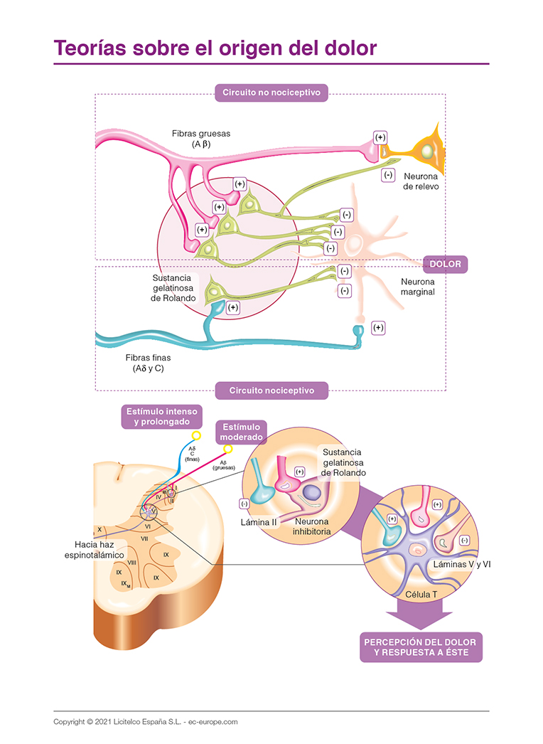 Teorías sobre el origen del dolor