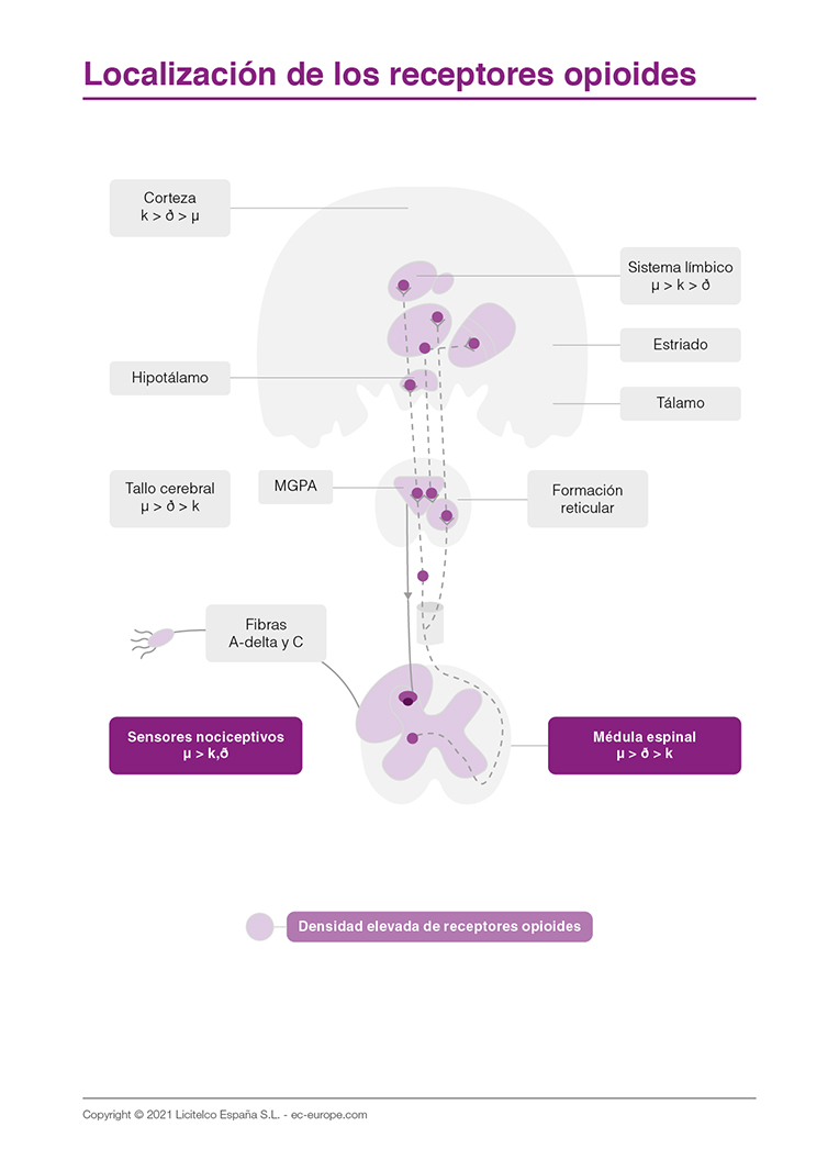 localización de los receptores opioides