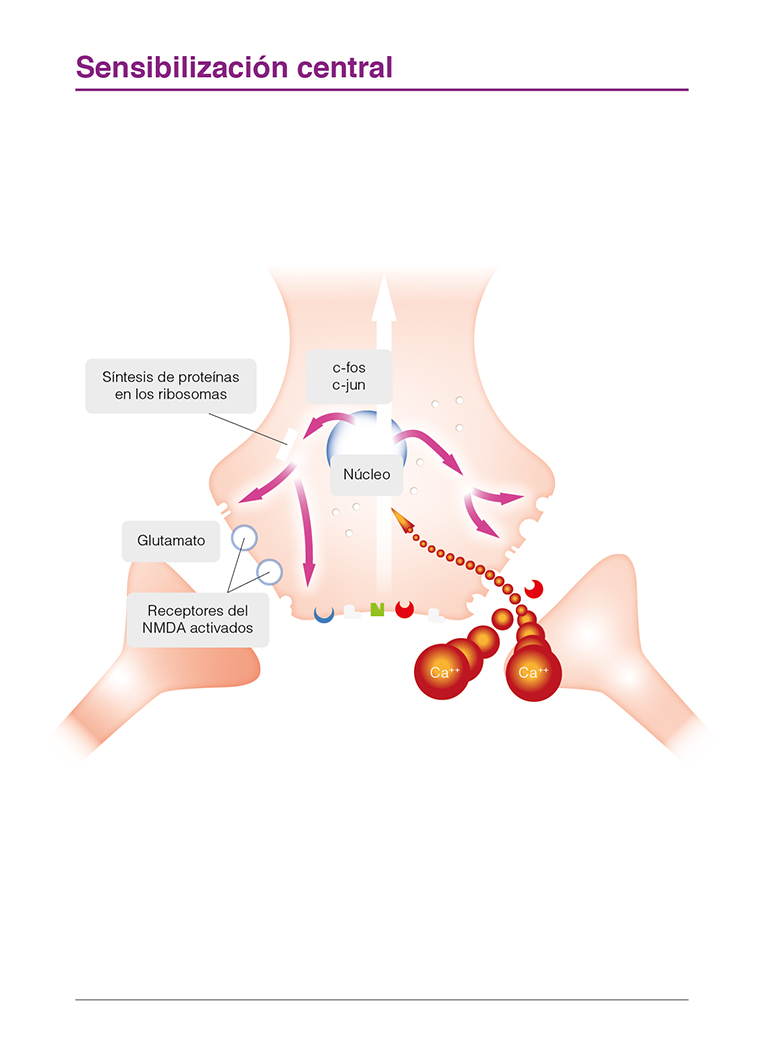 sensibilización central