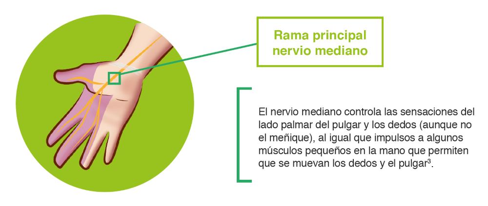 Rama principal nervio mediano
